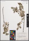 Foto von Salix cinerea L.